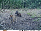 Dingo pups - Eyes on Recovery