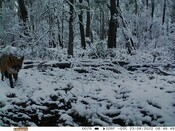 Red fox in snow - Eyes on Recovery