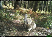 Young koala - Eyes on Recovery