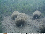 Echidna train - Eyes on Recovery