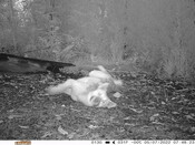 Dingo rolling on ground - Eyes on Recovery