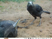 Pied currawongs - Eyes on Recovery