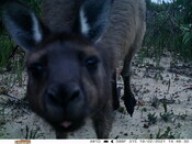 Grey kangaroo - Eyes on Recovery