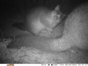 Brushtail possum - Eyes on Recovery