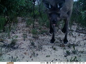 Grey kangaroo 2 - Eyes on Recovery
