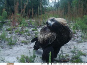 Wedge-tailed eagle - Eyes on Recovery