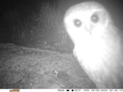 Owl selfie - Eyes on Recovery