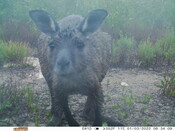 Wet kangaroo - Eyes on Recovery