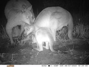 Kangaroo family - Eyes on Recovery