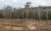 Logging in Tallaganda State Forest, NSW