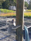 Claude the koala