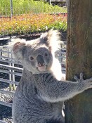 Claude the koala