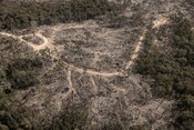 Helicopter over Tallaganda State Forest Logging in NSW