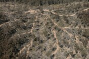 Helicopter over Tallaganda State Forest Logging in NSW