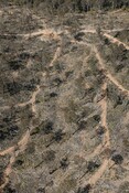 Helicopter over Tallaganda State Forest Logging in NSW