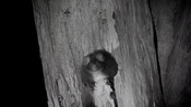 Greater glider in den tree - Tallaganda State Forest, NSW