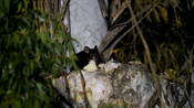 Greater glider in den tree - Tallaganda State Forest, NSW