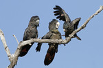 Forest red-tailed black cockatoo - Keith Lightbody