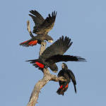 Forest red-tailed black cockatoo - Keith Lightbody