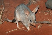 Stock: Greater bilby on red soil