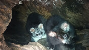 Greater glider livestream - female Pip (left) and male Milo (right)