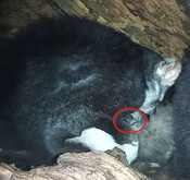 Greater glider live stream - joey's head tight shot enlarged