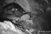 Greater glider live stream highlights