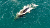 Bladerunner whale