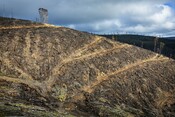 end of logging study