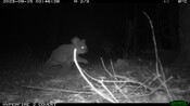 koala private conservation agreements