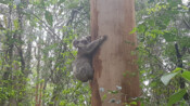 koala private conservation agreements