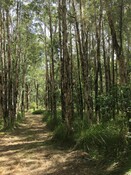 koala private conservation agreements