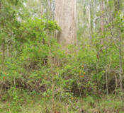 koala private conservation agreements