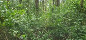 koala private conservation agreements