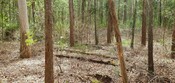 koala private conservation agreements