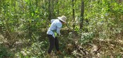 koala private conservation agreements