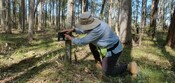 koala private conservation agreements