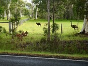koala private conservation agreements