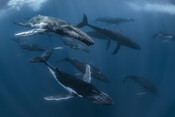 A pod of humpback whales