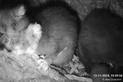 greater glider livestream update