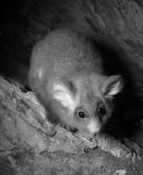greater glider livestream update
