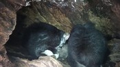 BROLL: Updated Greater glider live stream highlights - late 2024 to mid 2025