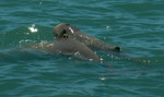 Snubfin dolphin, Kimberley, October 2010