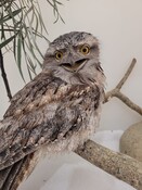 tawny frogmouth