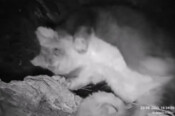 New greater glider joey