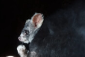 New greater glider joey