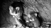 New greater glider joey