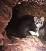 New greater glider joey