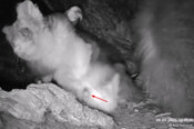 New greater glider joey