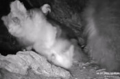 New greater glider joey
